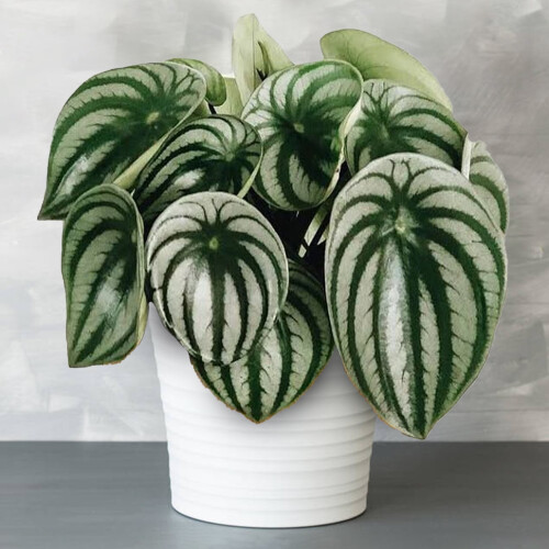 Gardeners Dream Peperomia Argyreia (12cm) V1