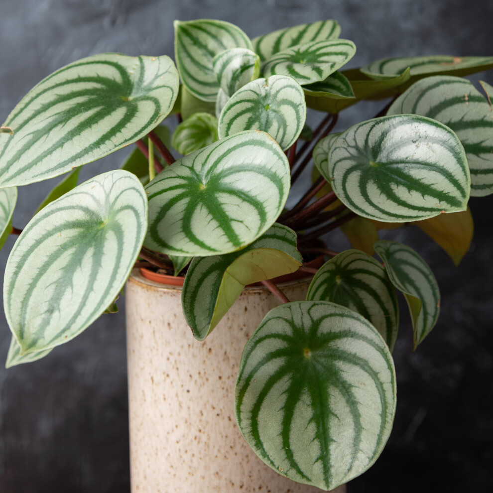 Gardeners Dream Peperomia Argyreia (12Cm) V2