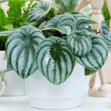 Peperomia Argyreia (12cm) V3