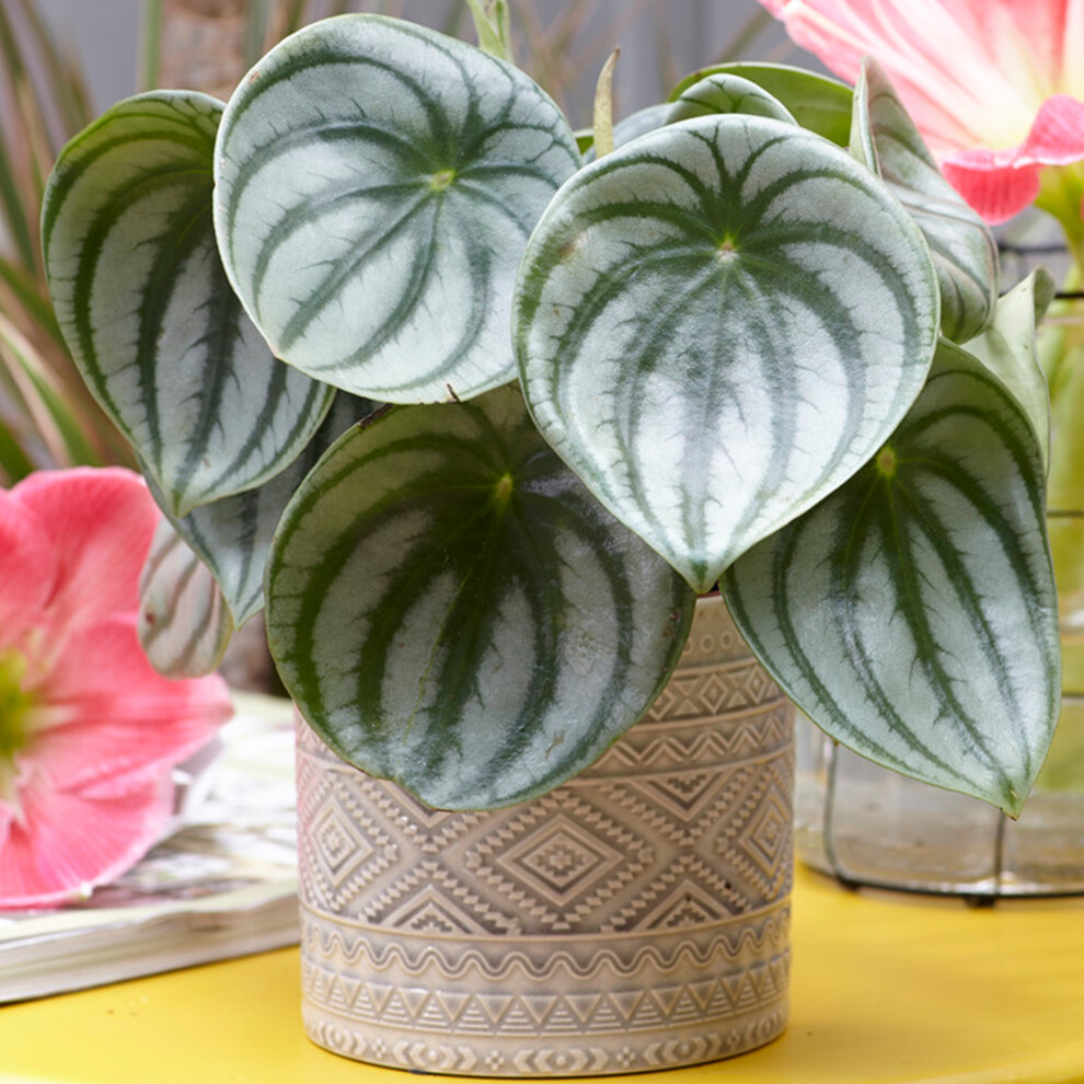 Gardeners Dream Peperomia Argyreia (12Cm) V4