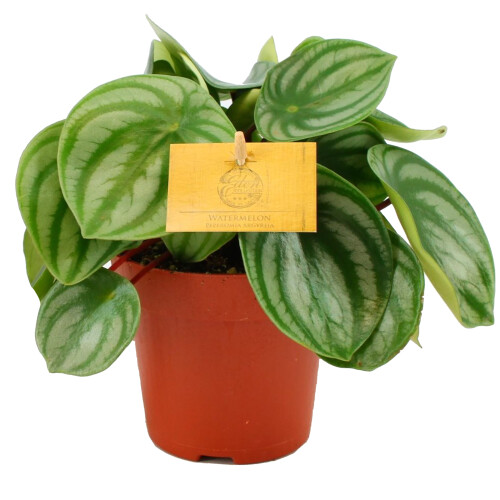Gardeners Dream Peperomia Argyreia (12cm) V4 2