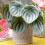 Gardeners Dream Peperomia Argyreia (12cm) V4 2