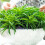 Gardeners Dream Peperomia Happy Bean (12cm) V1 1