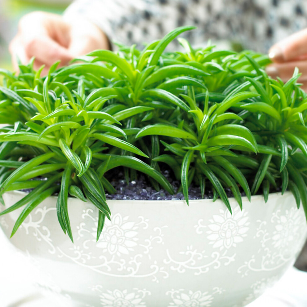 Gardeners Dream Peperomia Happy Bean (12Cm) V1