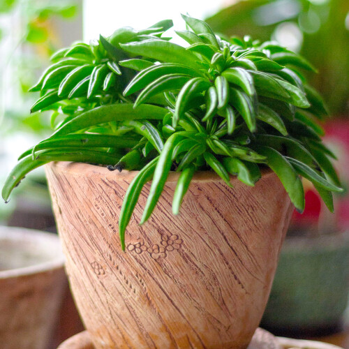 Gardeners Dream Peperomia Happy Bean (12cm) V2