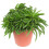 Gardeners Dream Peperomia Happy Bean (12cm) V2 3