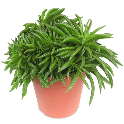 Gardeners Dream Peperomia Happy Bean (12cm) V2 2