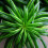 Gardeners Dream Peperomia Happy Bean (12cm) V2 4