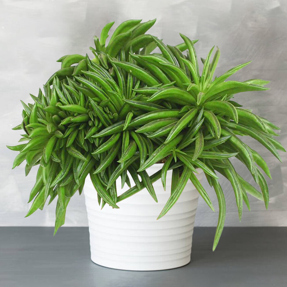 Gardeners Dream Peperomia Happy Bean (12Cm) V3