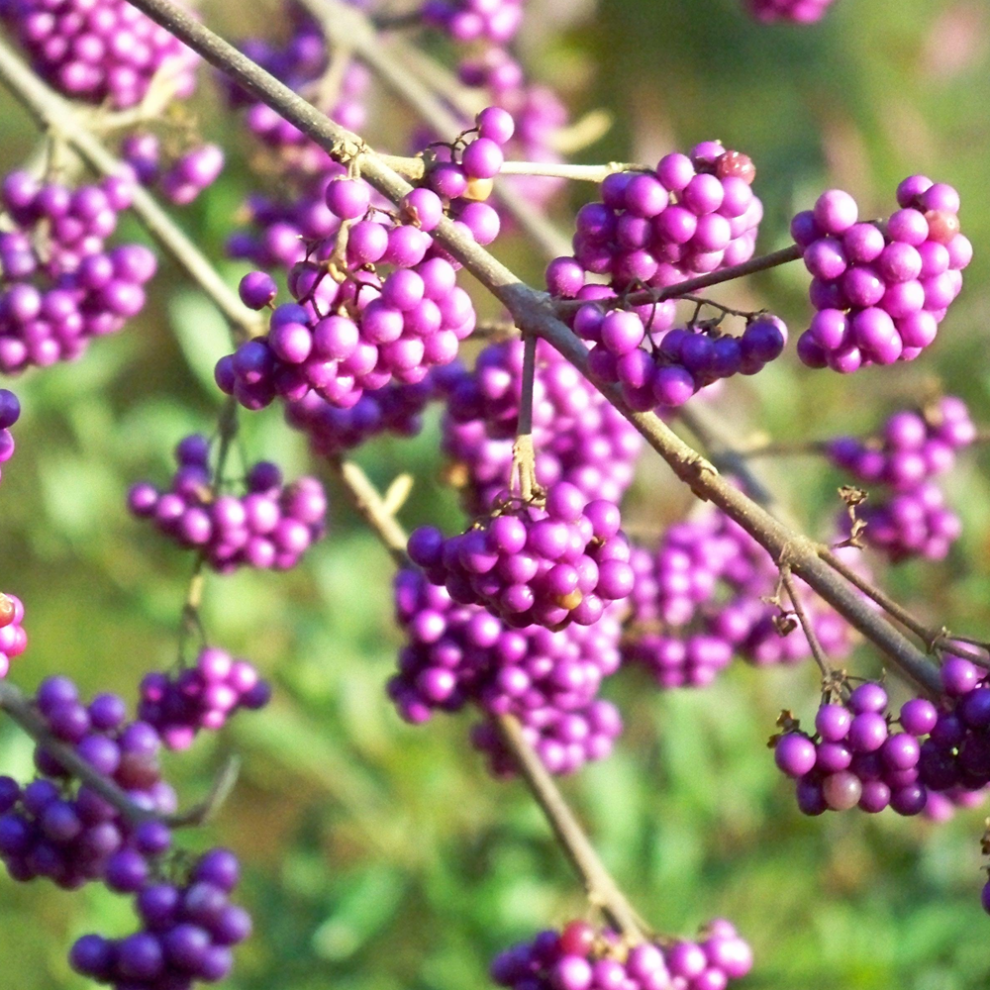 Gardeners Dream Callicarpa Bodinieri Profusion - 1 Plant - Live Outdoor Shrub In 9Cm Pot