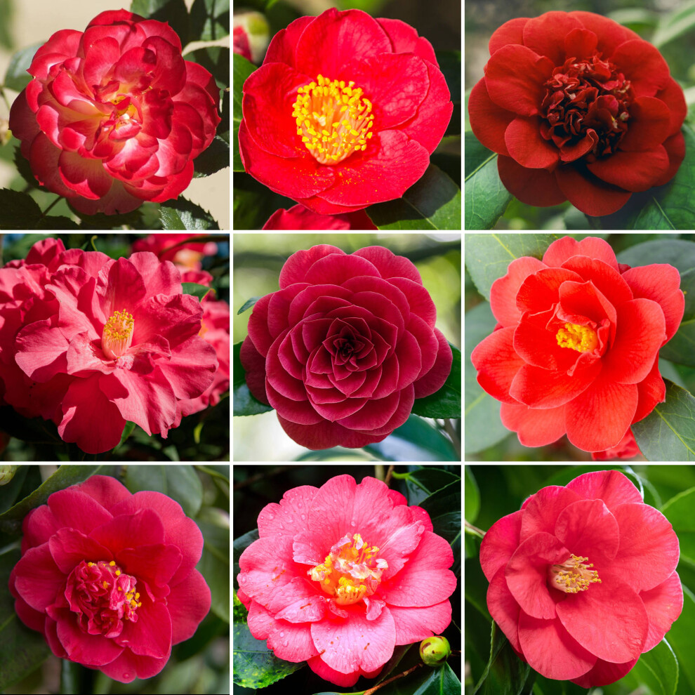 Gardeners Dream Red Camellia - Image 3