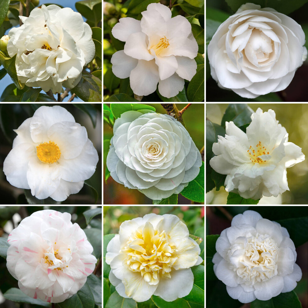 Gardeners Dream Camellia Shrub | Vibrant Evergreen Potted Outdoor Garden Ready Plant White