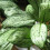 Gardeners Dream Aglaonema Maria Christina (12cm) V2 4