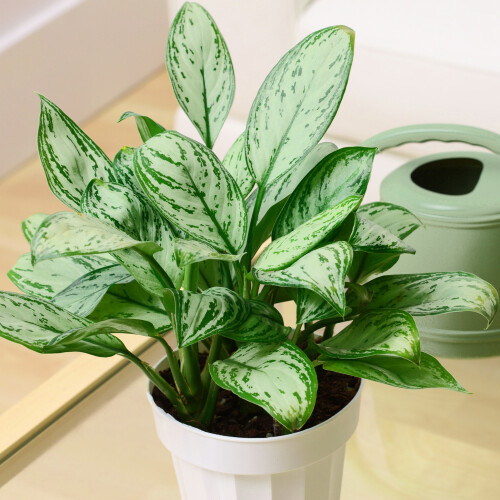Gardeners Dream Aglaonema Maria Christina (12cm) V2 1