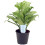 Gardeners Dream Aglaonema Maria Christina (12cm) V2 3
