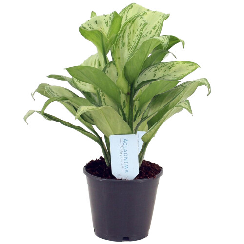 Gardeners Dream Aglaonema Maria Christina (12cm) V2 2