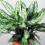 Gardeners Dream Aglaonema Maria Christina (12cm) V3 1