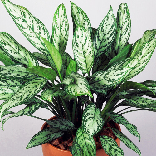 Gardeners Dream Aglaonema Maria Christina (12cm) V3 1