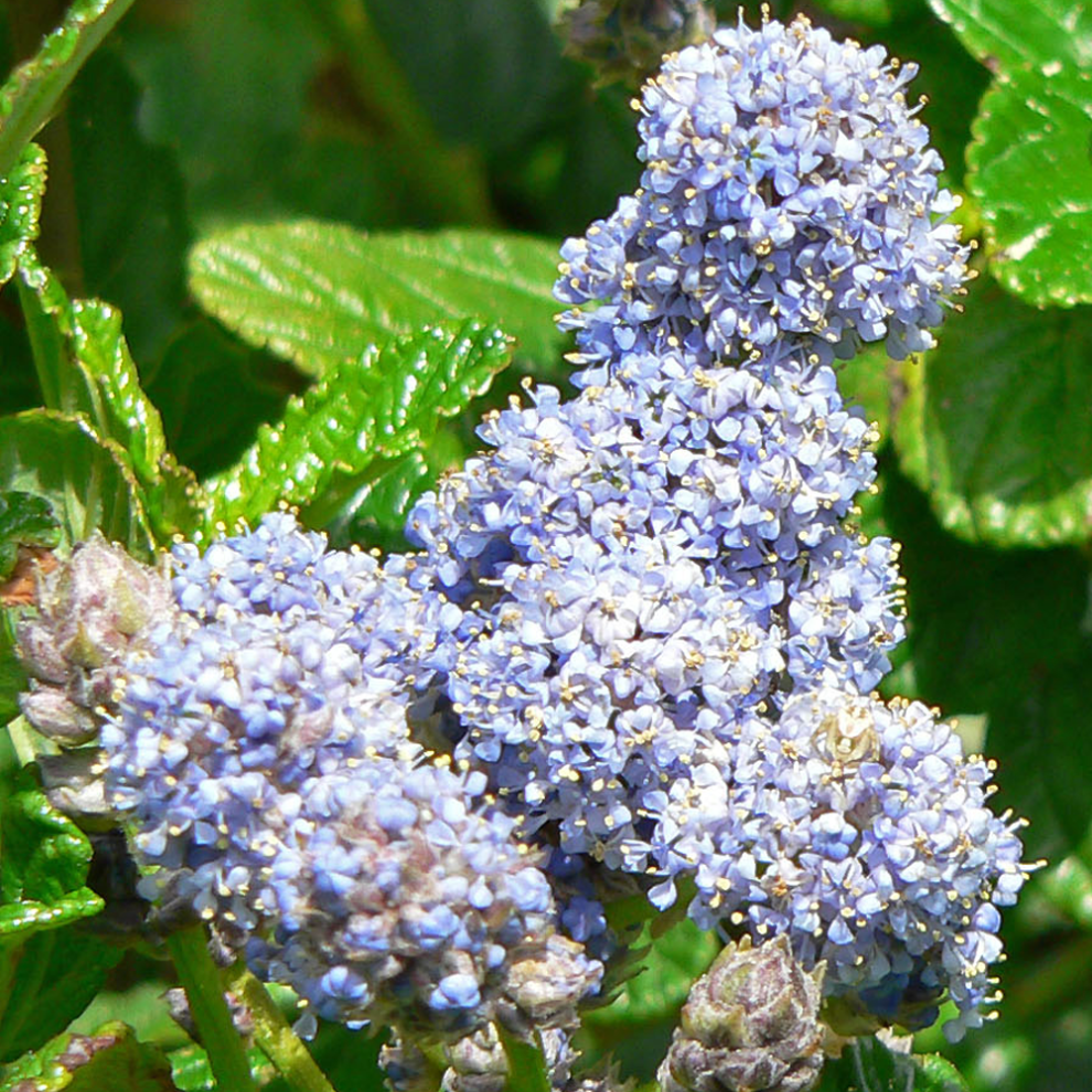 Gardeners Dream Ceanothus Griseus Yankee Point - 1 Plant - Live Outdoor Shrub In 9Cm Pot