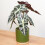 Gardeners Dream Alocasia Polly (12cm) V1 1