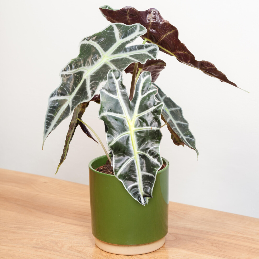 Gardeners Dream Alocasia Polly (12Cm) V1
