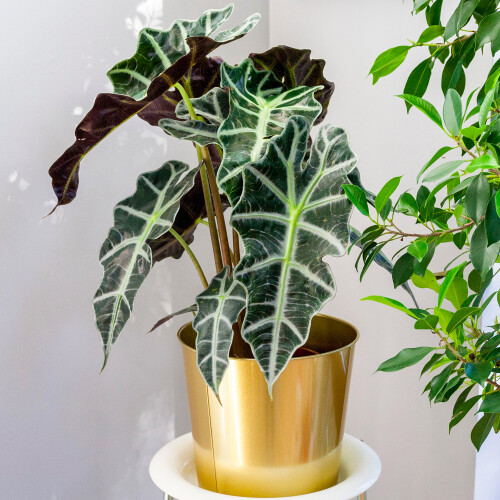 Gardeners Dream Alocasia Polly (12cm) V2