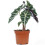 Gardeners Dream Alocasia Polly (12cm) V5 3