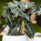 Gardeners Dream Alocasia Polly (12cm) V5 1