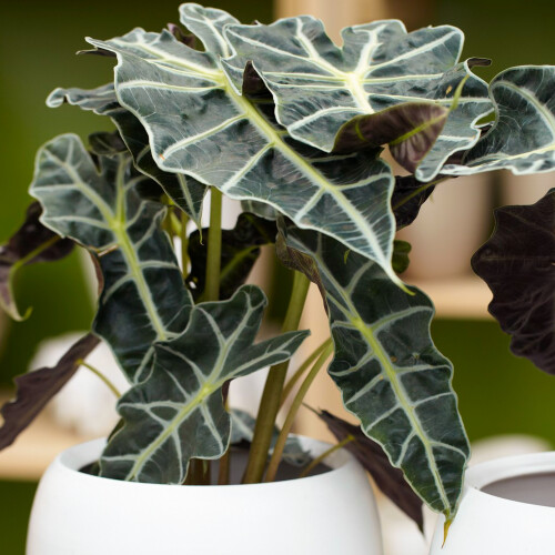Gardeners Dream Alocasia Polly (12cm) V5 1
