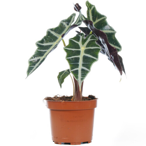 Gardeners Dream Alocasia Polly (12cm) V4 2