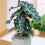 Gardeners Dream Alocasia Polly (12cm) V4 1