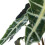 Gardeners Dream Alocasia Polly (12cm) V4 4