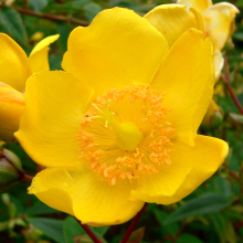 Hypericum Hidcoteense Hidcote - 1 Plant - Live Outdoor Shrub In 9cm Pot