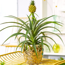 Ananas comosus Amigo (12cm) V1