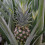 Gardeners Dream Ananas comosus Amigo (12cm) V1 4