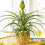 Gardeners Dream Ananas comosus Amigo (12cm) V1 2