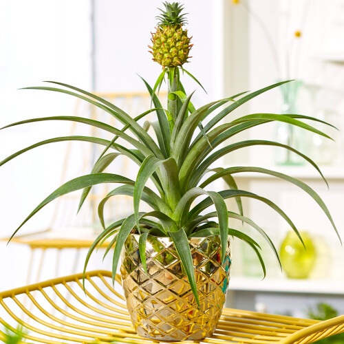 Gardeners Dream Ananas comosus Amigo (12cm) V1 1