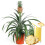 Gardeners Dream Ananas comosus Amigo (12cm) V2 3