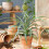 Gardeners Dream Ananas comosus Amigo (12cm) V2 2