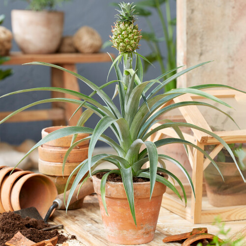 Gardeners Dream Ananas comosus Amigo (12cm) V2 1