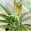 Gardeners Dream Ananas comosus Amigo (12cm) V3 2