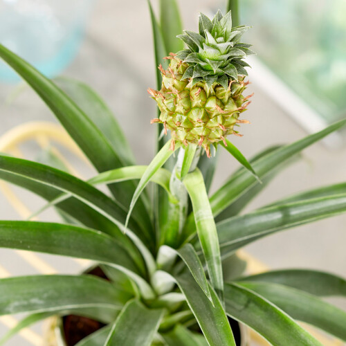 Gardeners Dream Ananas comosus Amigo (12cm) V3 1