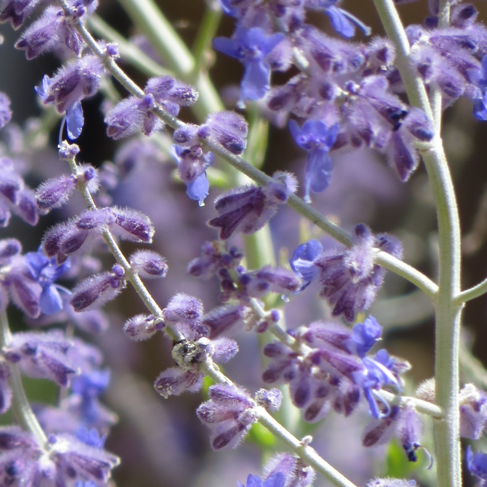 Gardeners Dream Perovskia Atriplicifolia Blue Spire - 1 Plant - Live Outdoor Shrub In 9Cm Pot