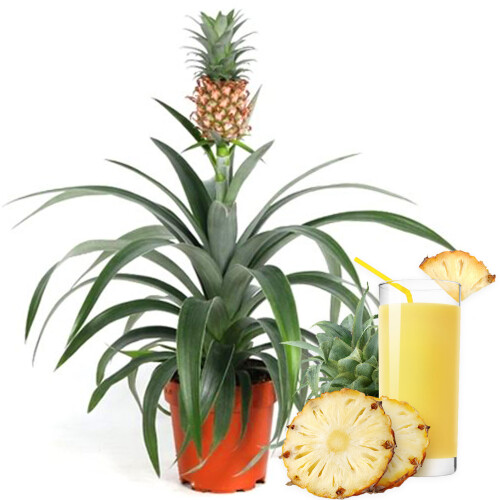 Gardeners Dream Ananas comosus Amigo (12cm) V4 2