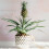 Gardeners Dream Ananas comosus Amigo (12cm) V4 1
