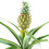 Gardeners Dream Ananas comosus Amigo (12cm) V5 1