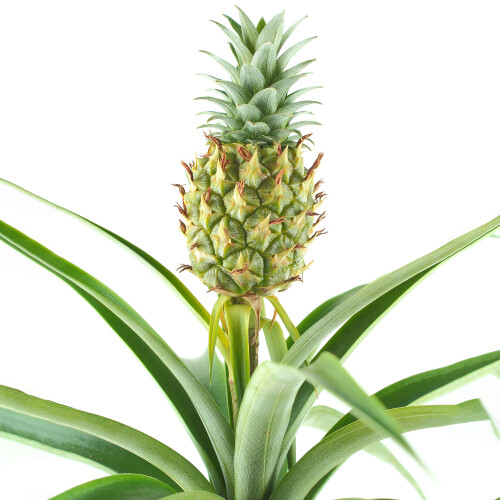 Gardeners Dream Ananas comosus Amigo (12cm) V5 1