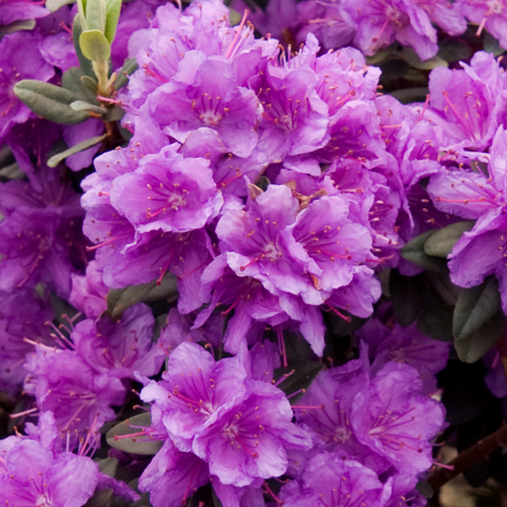 Gardeners Dream Rhododendron Ramapo Ericaceae - 1 Plant - Live Outdoor Shrub In 9Cm Pot