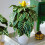Gardeners Dream Aphelandra Green (12cm) V1 1