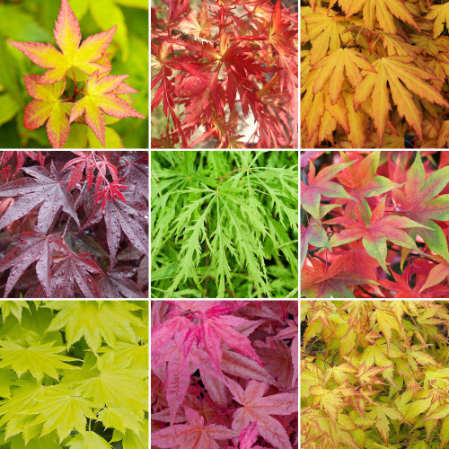3 x Acer Trees | Japanese Maple Tree | Potted Outdoor Hardy Garden Ready Shrubs